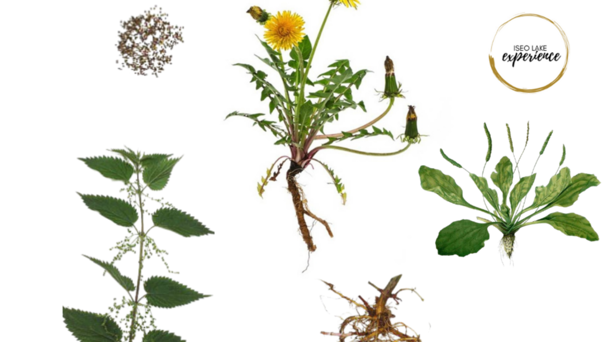 DETOX di PRIMAVERA – erbe